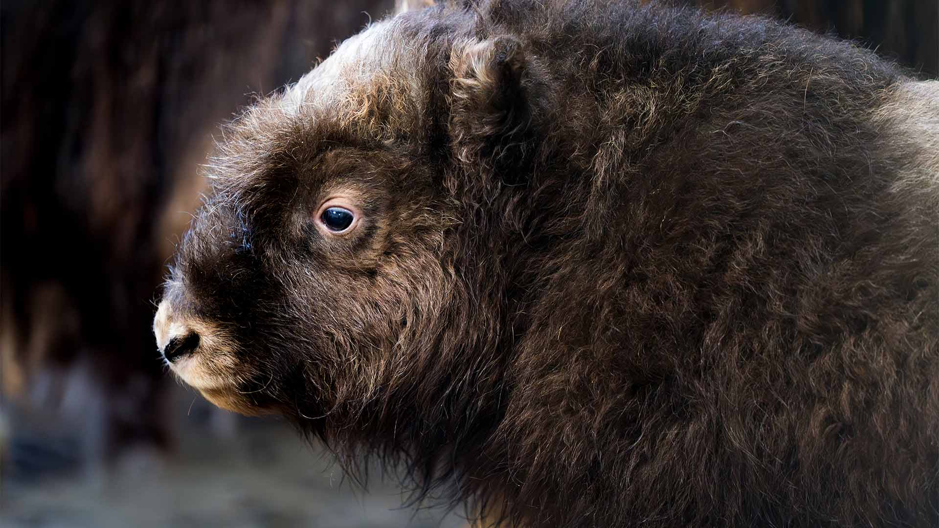 Bébé bœuf musqué au Parc zoologique et botanique de m2A à Mulhouse