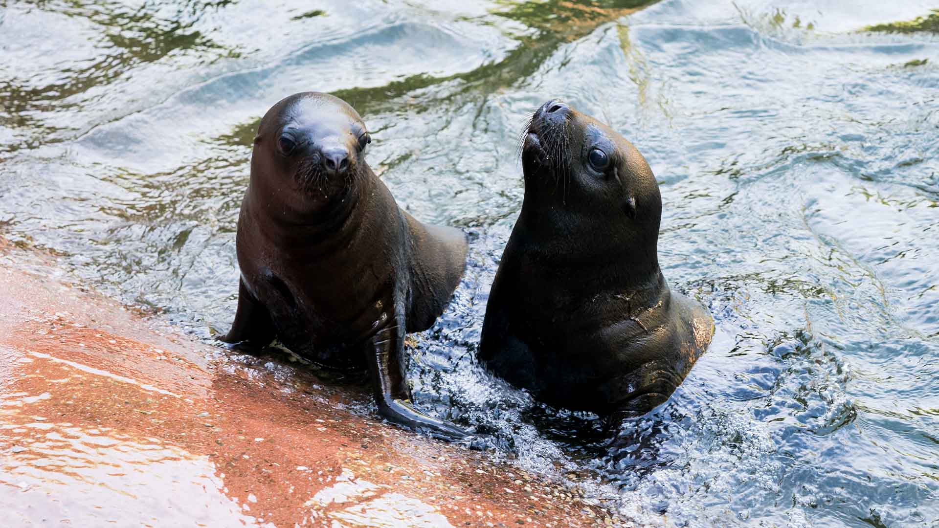 Deux bébés otaries au Parc zoologique et botanique de m2A à Mulhouse