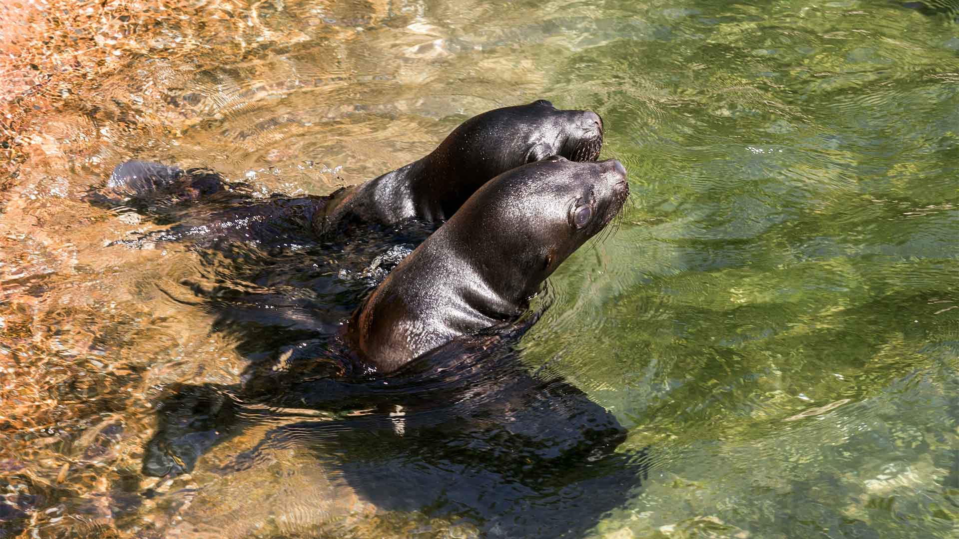 Bébés otaries au Parc zoologique et botanique de m2A à Mulhouse