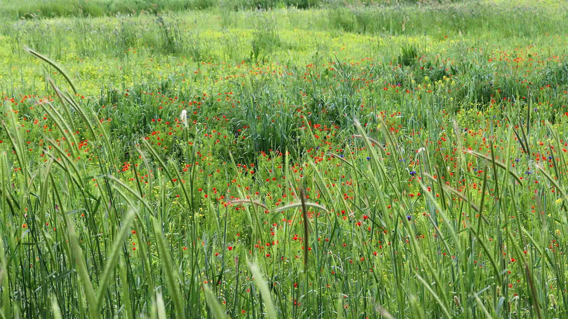 Jardin biodiversité