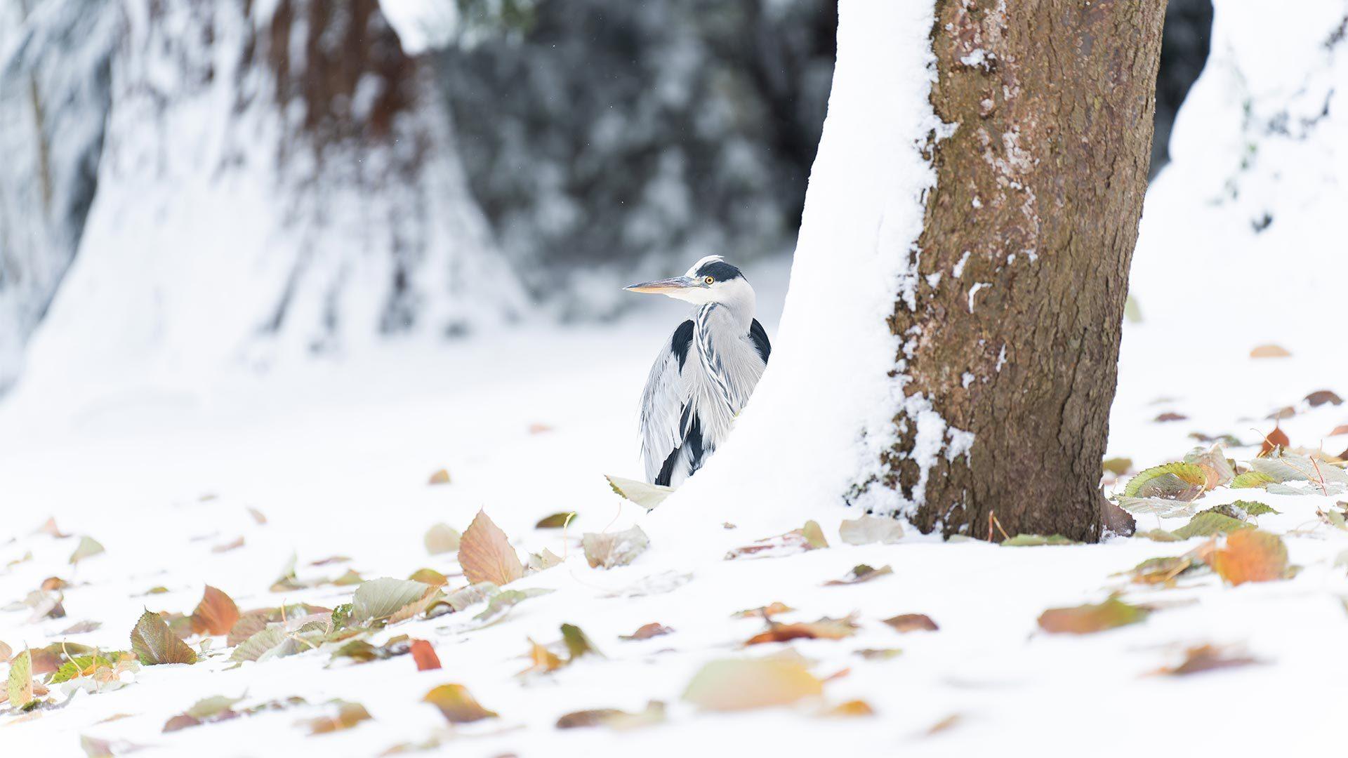 Oiseau dans les allées enneigées du Parc zoologique et botanique