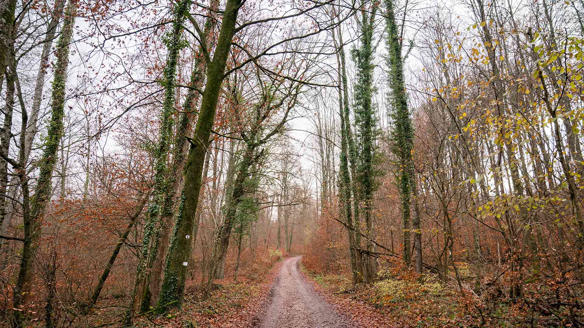 Sentier pédestre Flaxlanden