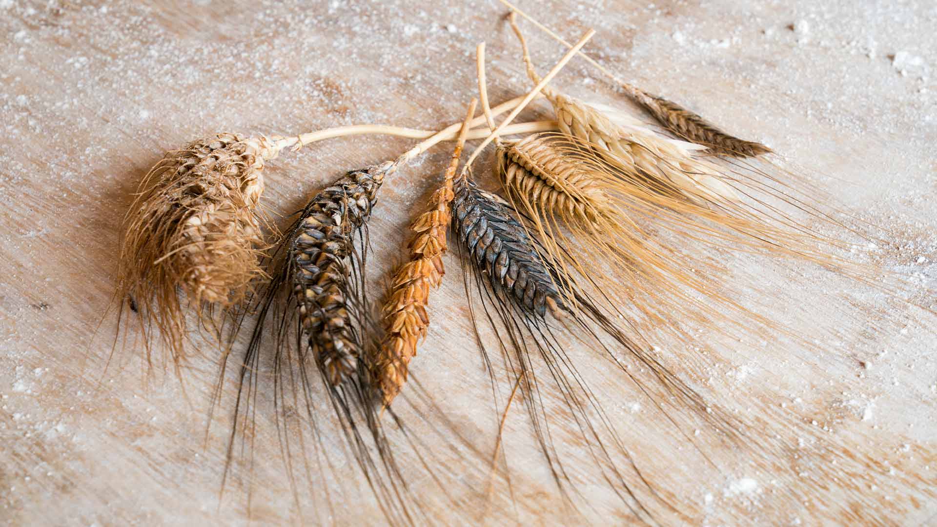 Épis de blé cultivés à la Ferme Moyses à Feldkirch