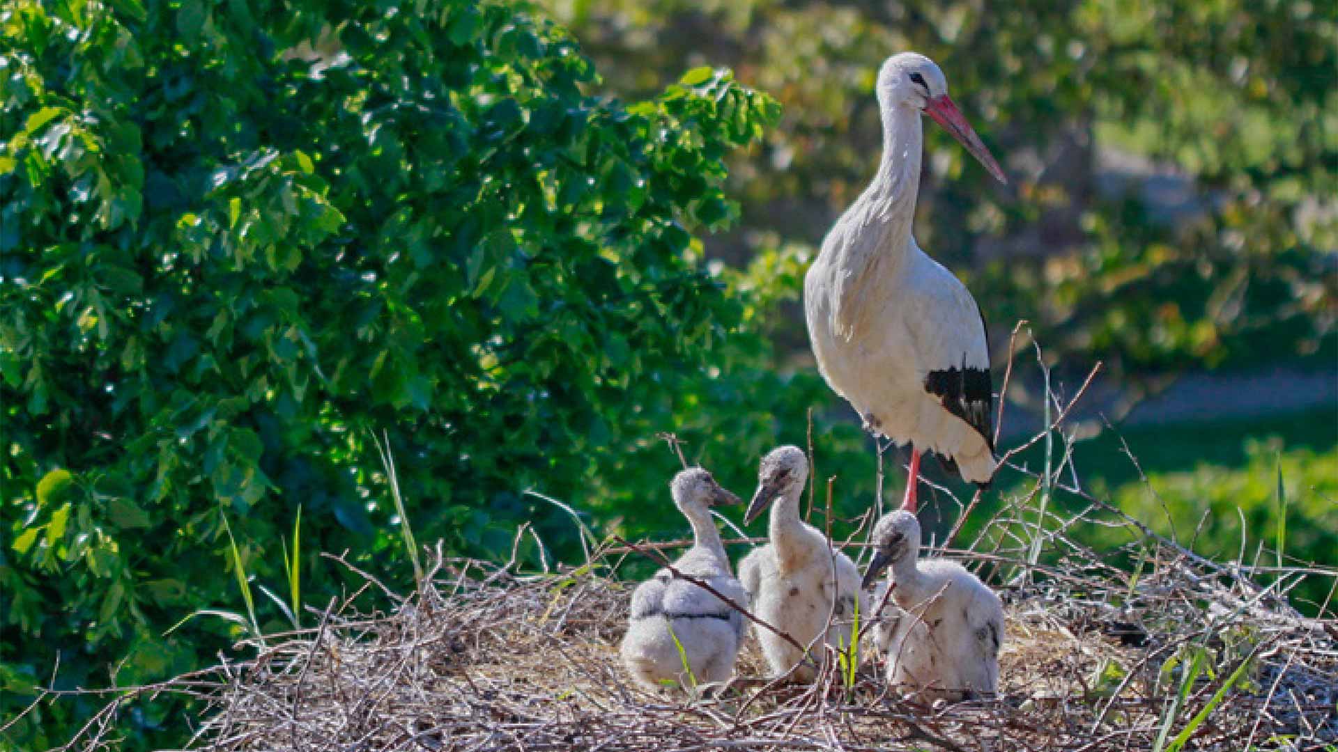 Les Journées de la Biodiversité à Ungersheim