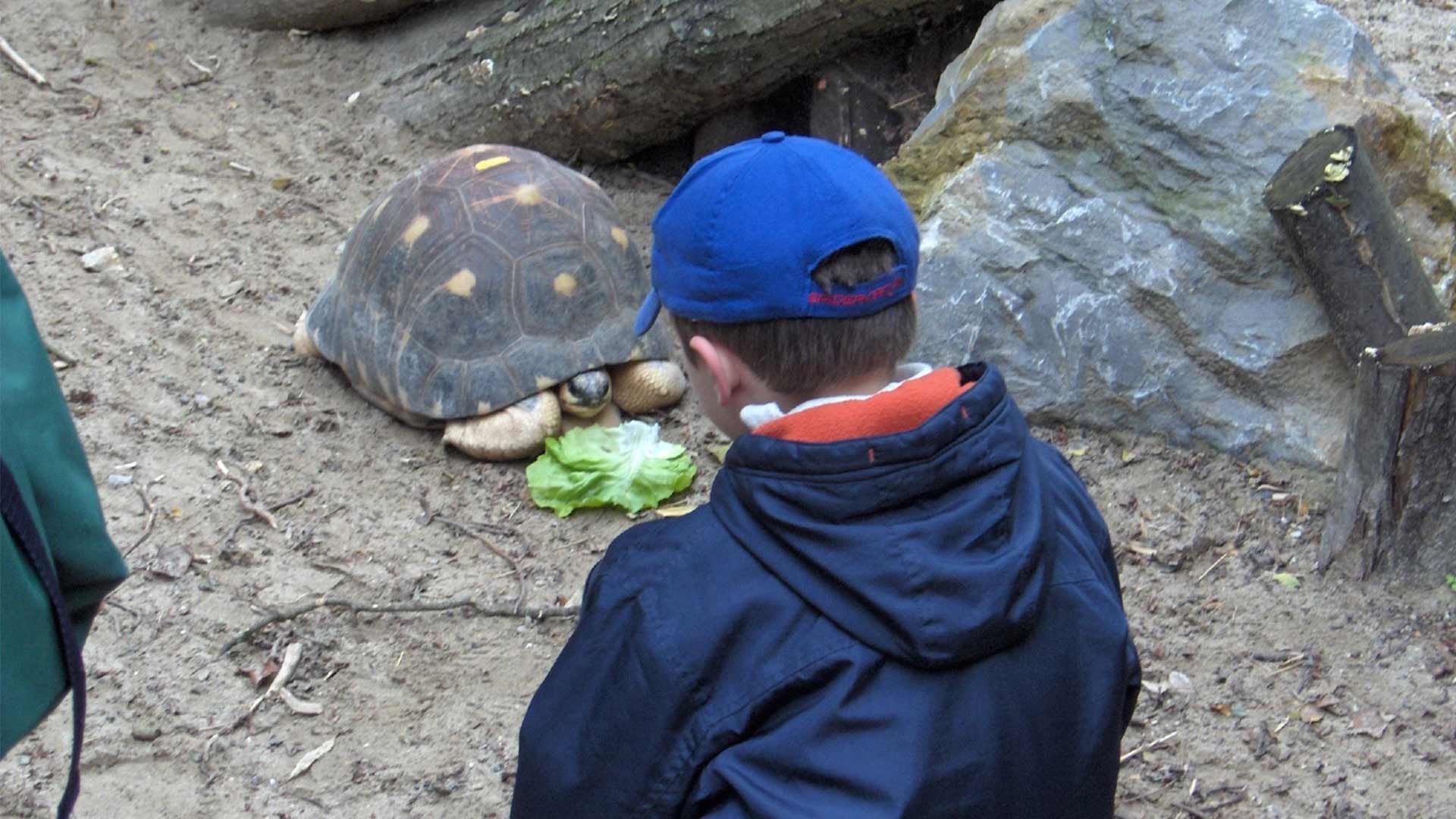 Nourrissage d'une tortue au Parc zoologique et botanique à Mulhouse