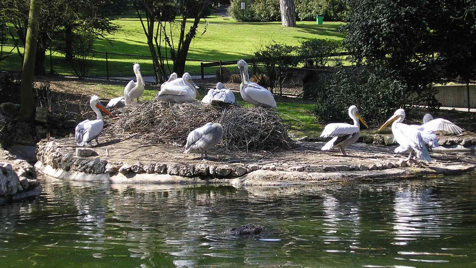 Groupe de pélicans - Parc zoologique et botanique de Mulhouse