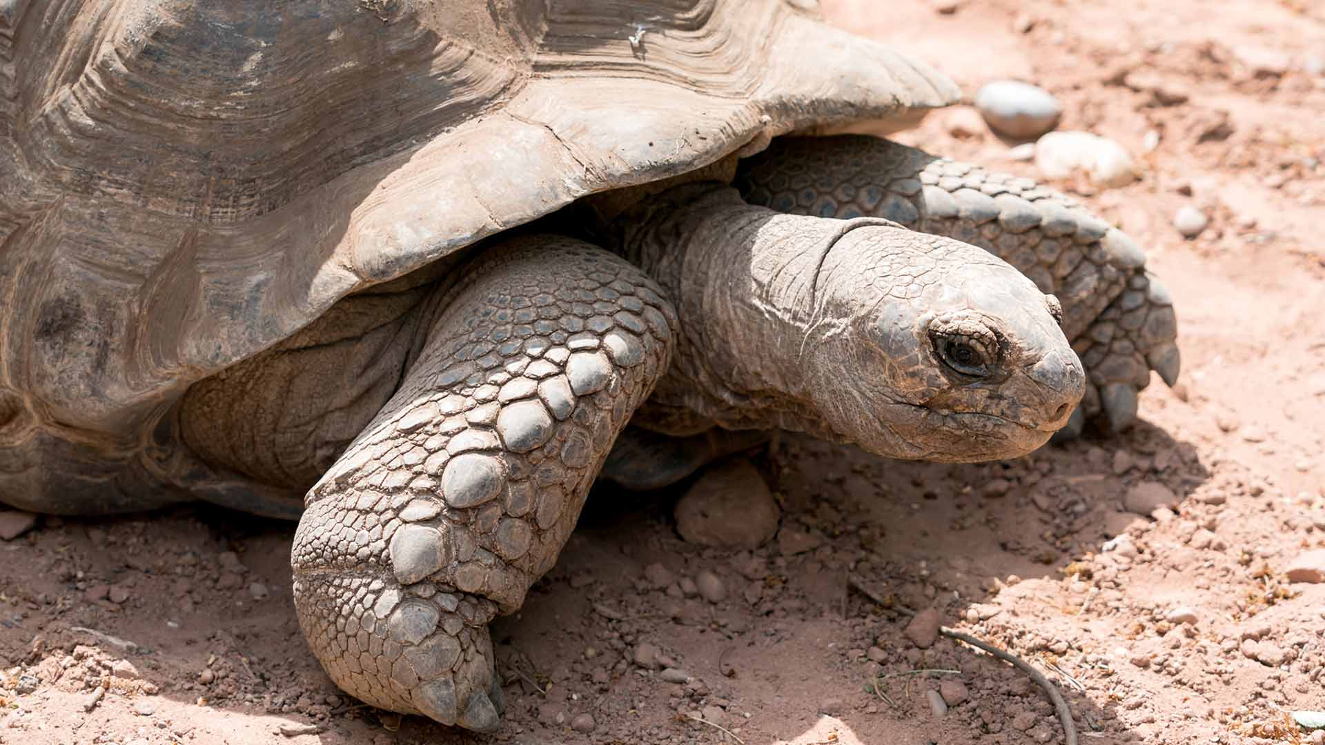 Tortue rayonnée au Parc zoologique et botanique de Mulhouse