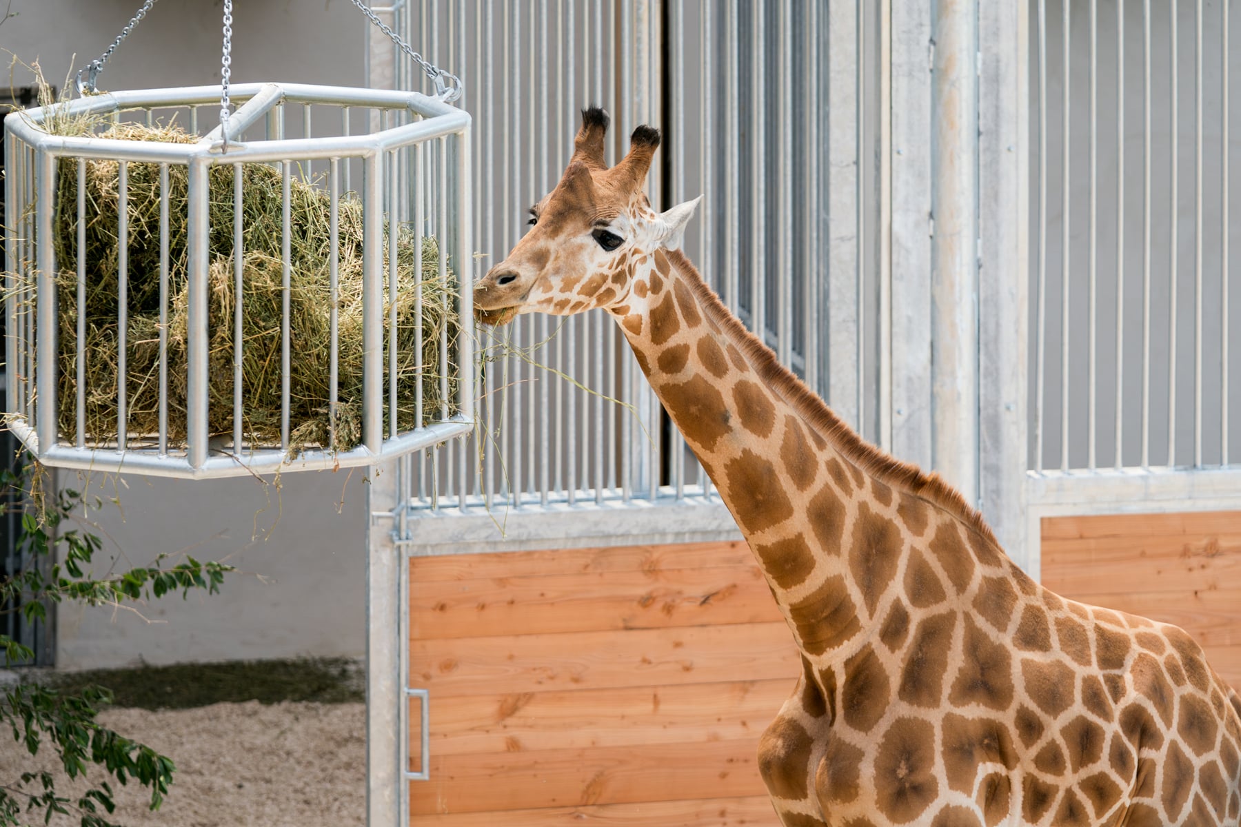 Girafe du Kordofan au Parc Zoologique et Botanique de Mulhouse