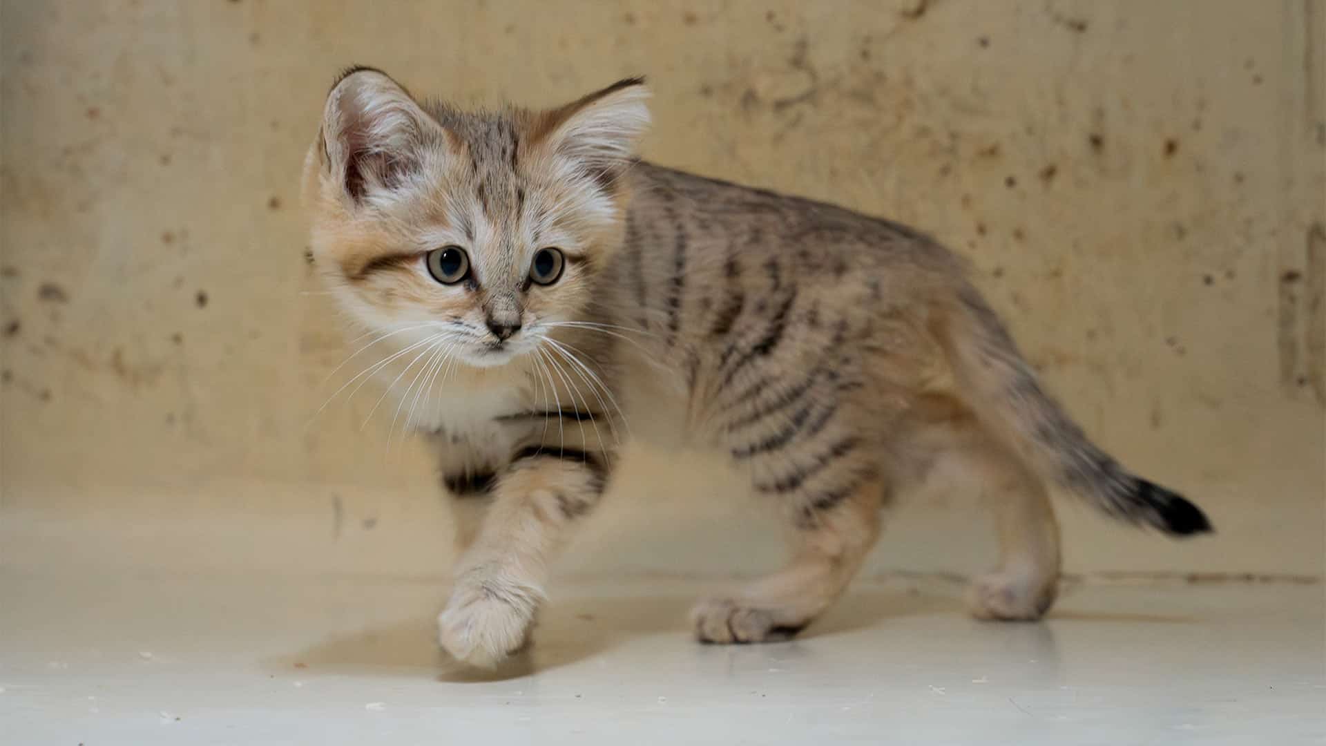 Bébé chat des sables au Parc Zoologique & Botanique de Mulhouse