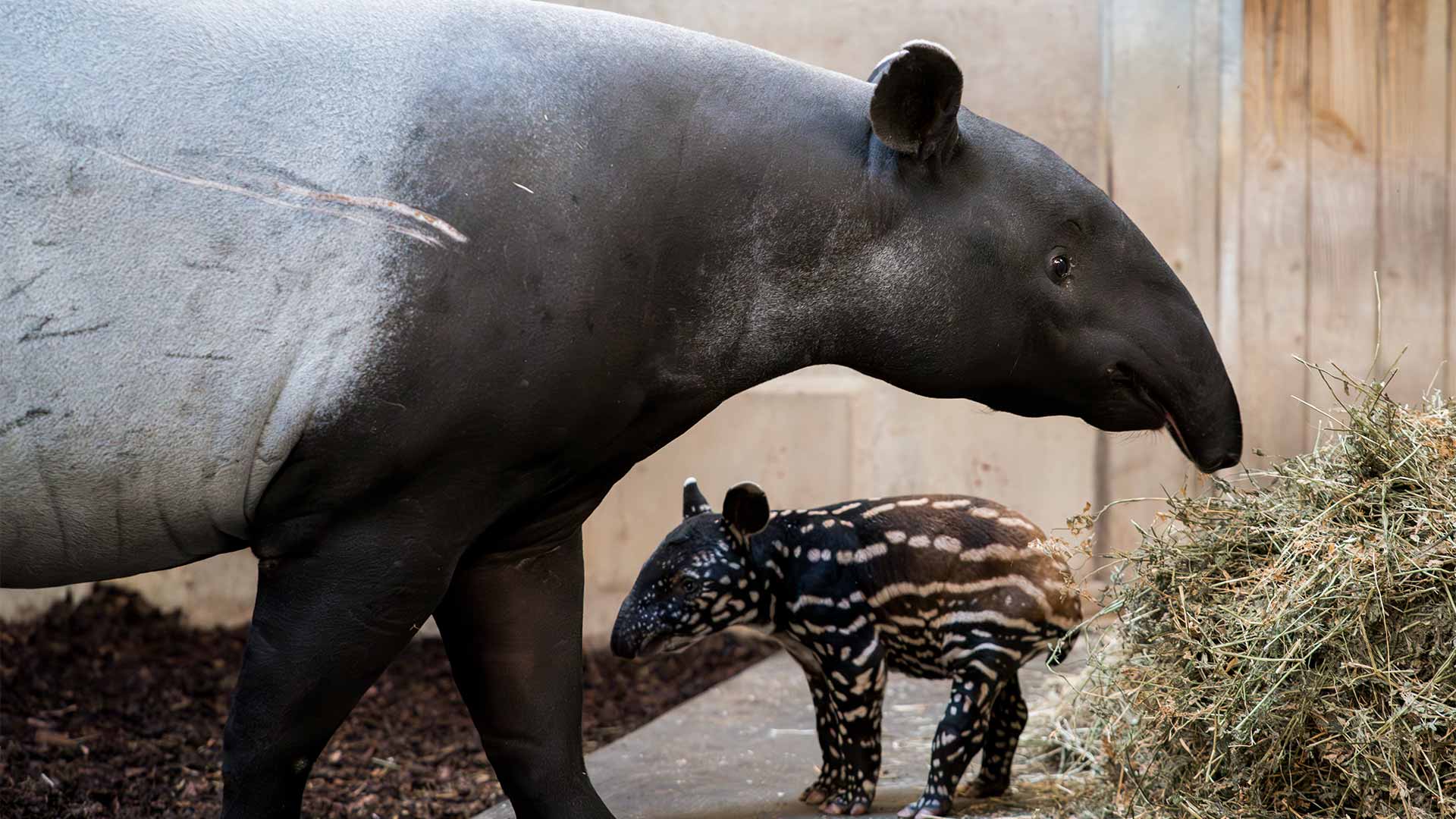 Bébé tapir malais et sa maman au Parc Zoologique & Botanique de Mulhouse