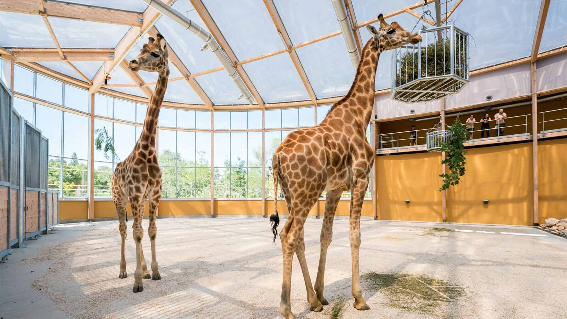 Girafes du Kordofan au Parc Zoologique et Botanique de Mulhouse