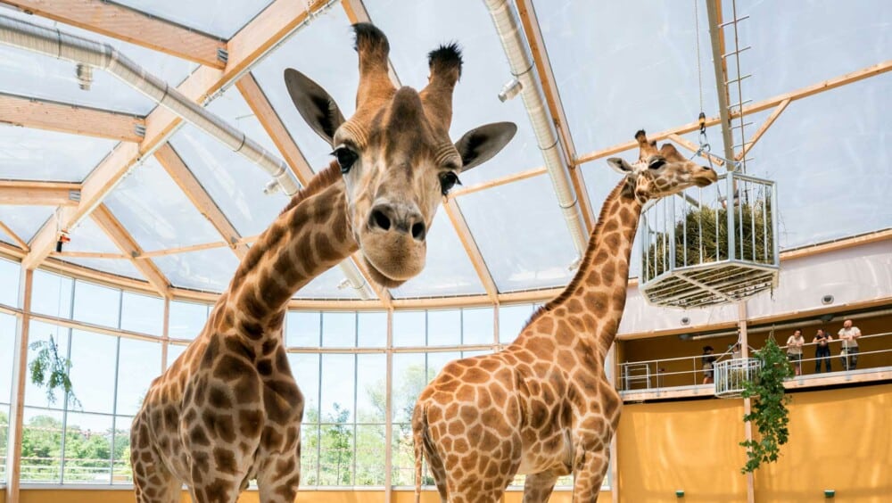 Lire l'article 'Horizon Afrique : les girafes sont arrivées !' | m2A le mag – Mulhouse Alsace Agglomération