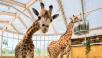 Lire l'article 'Horizon Afrique : les girafes sont arrivées !' | m2A le mag – Mulhouse Alsace Agglomération