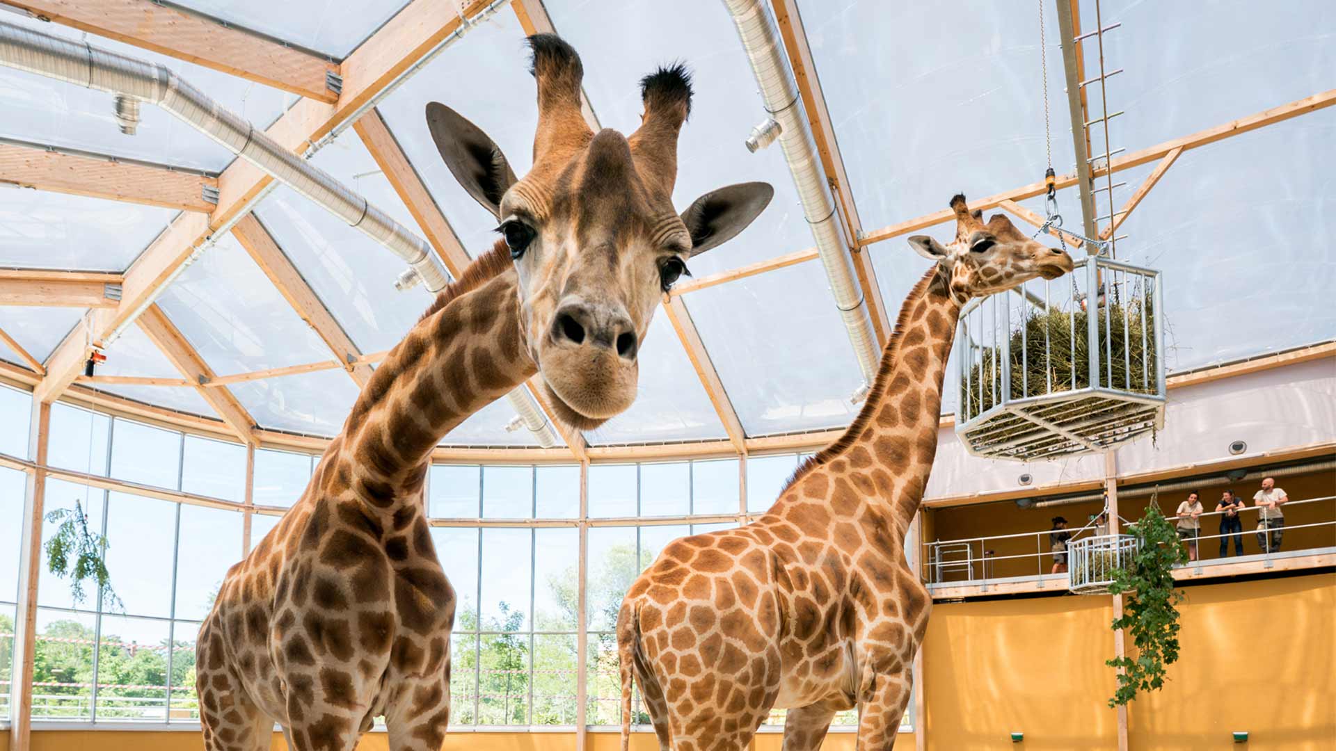 Horizon Afrique : les girafes sont arrivées !