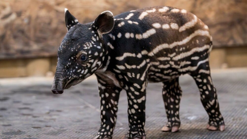 Lire l'article 'Carnet rose au Parc Zoologique & Botanique de Mulhouse' | m2A le mag – Mulhouse Alsace Agglomération