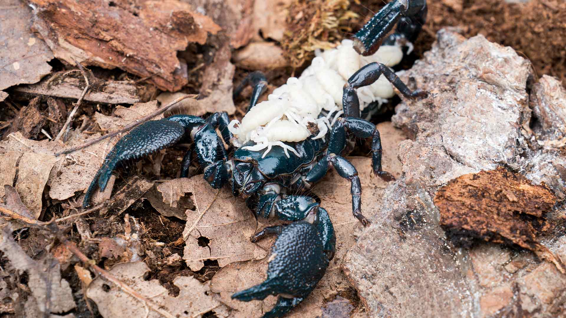 Bébés scorpions