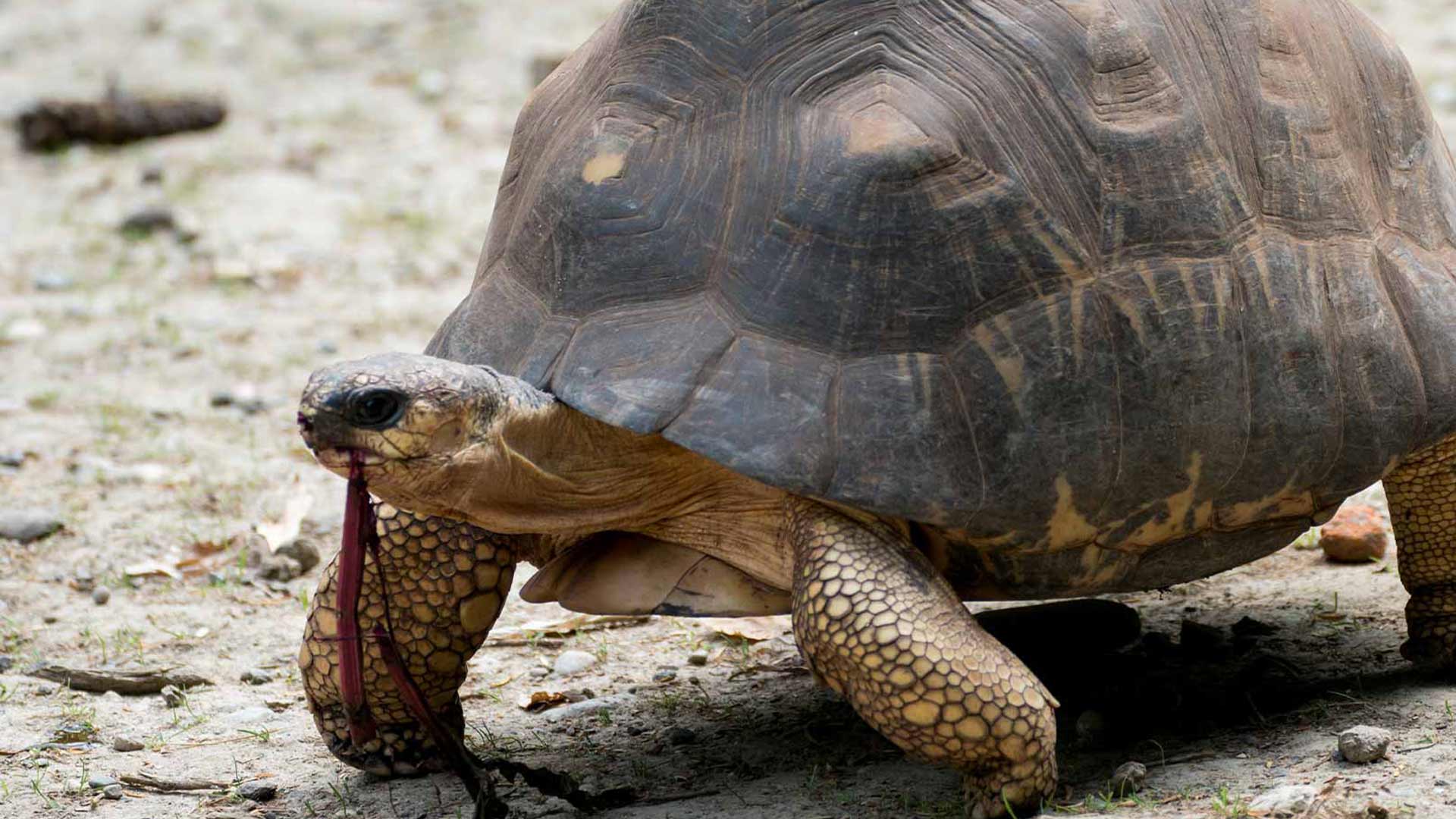 Soutenez la tortue rayonnée au Festival « Groaaar ! » 2025