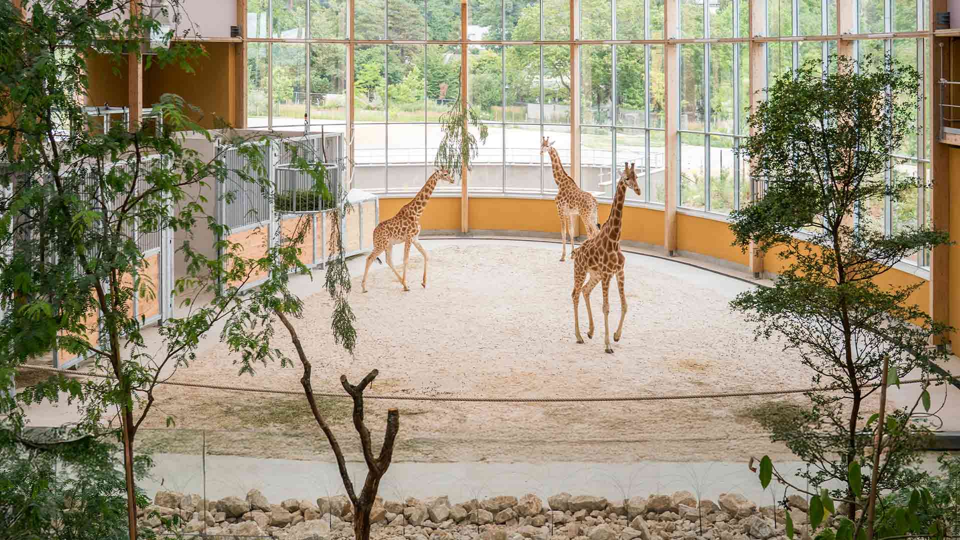 Enclos des girafes du Kordofan au Parc Zoologique & Botanique de Mulhouse