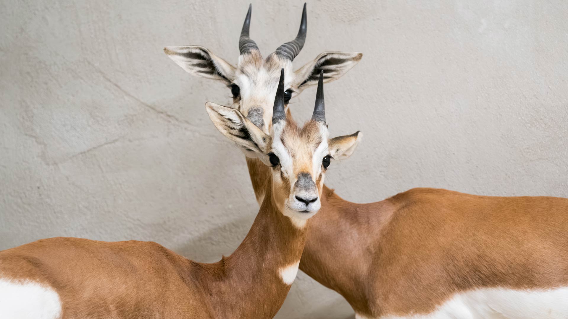 Gazelles de Mhorr au Parc Zoologique & Botanique de Mulhouse