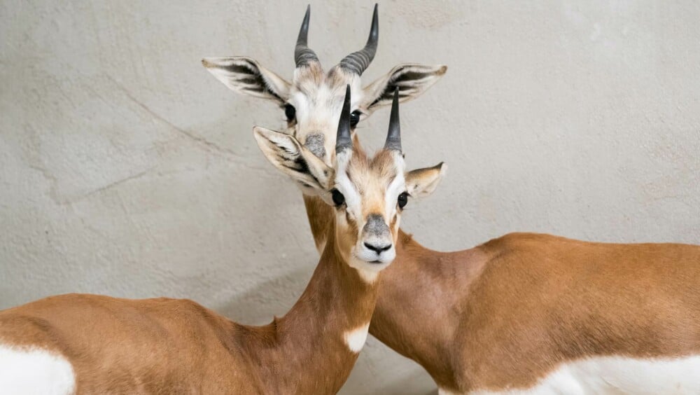 Lire l'article 'Horizon Afrique, nouvel espace du Parc Zoologique & Botanique' | m2A le mag – Mulhouse Alsace Agglomération