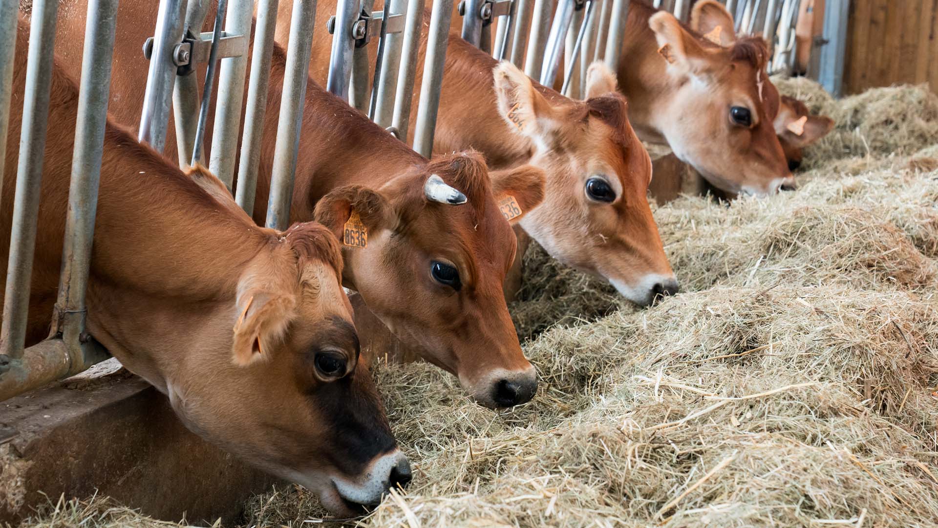 Vaches