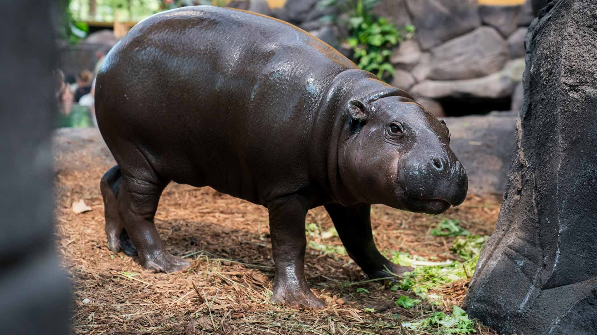 Hippopotame nain au Parc Zoologique & Botanique de Mulhouse - Espace "Horizon Afrique"