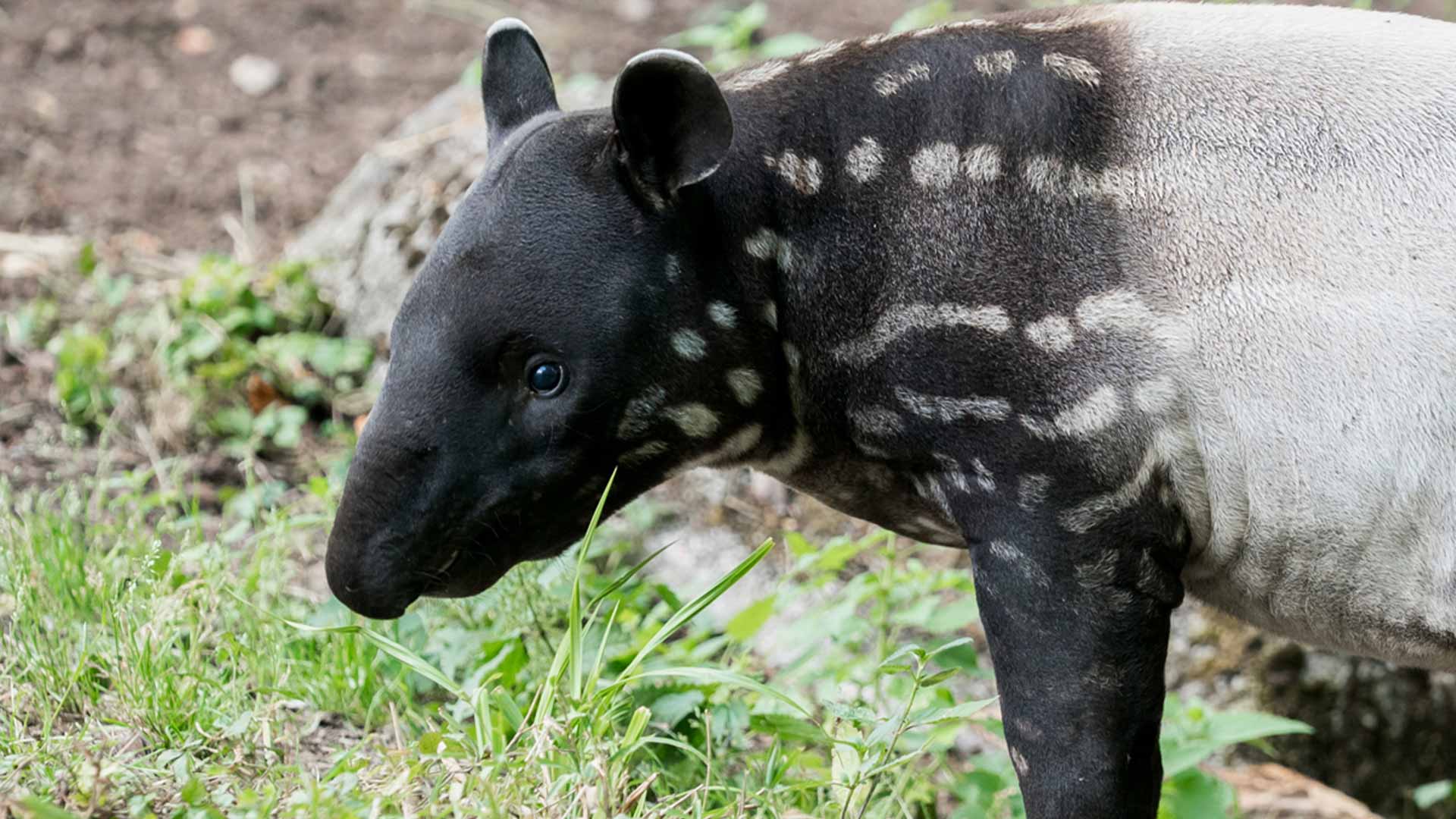 Une journée pour préserver la biodiversité