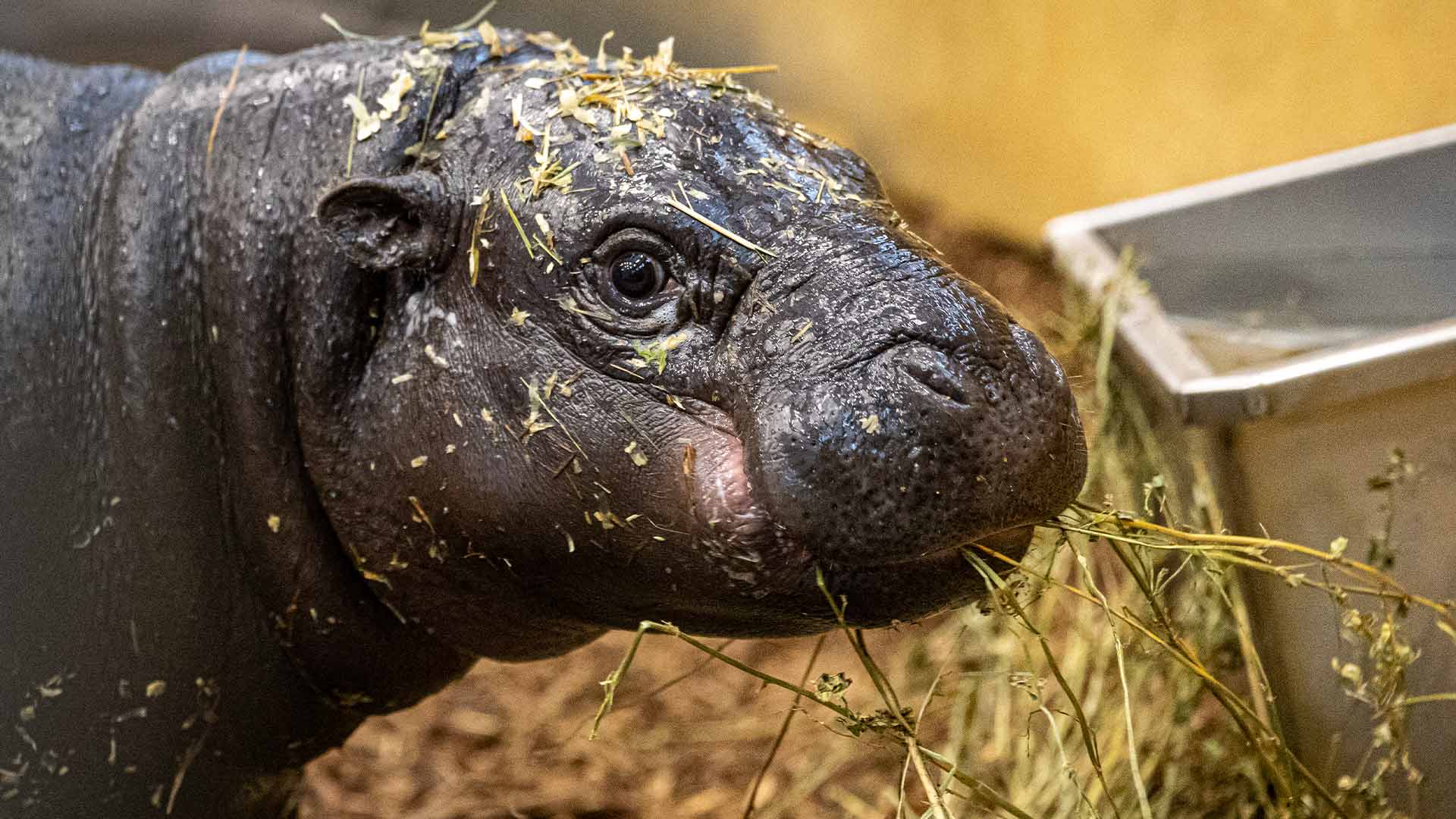 Toni, hippopotame pygmée au Parc Zoologique & Botanique de Mulhouse