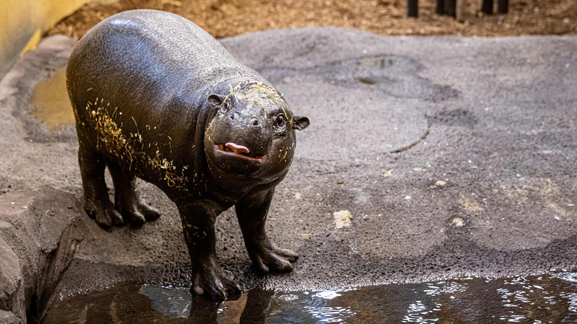 Rencontrez Toni, l’hippopotame pygmée, au Parc Zoologique & Botanique