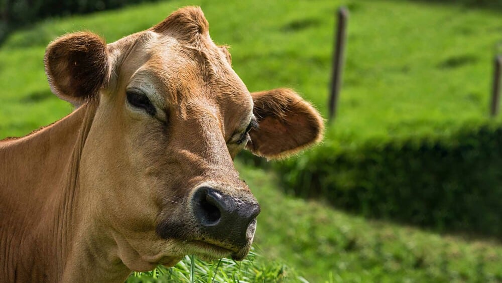 Lire l'article 'Fermes Ouvertes m2A 2025 : une immersion dans le monde agricole' | m2A le mag – Mulhouse Alsace Agglomération
