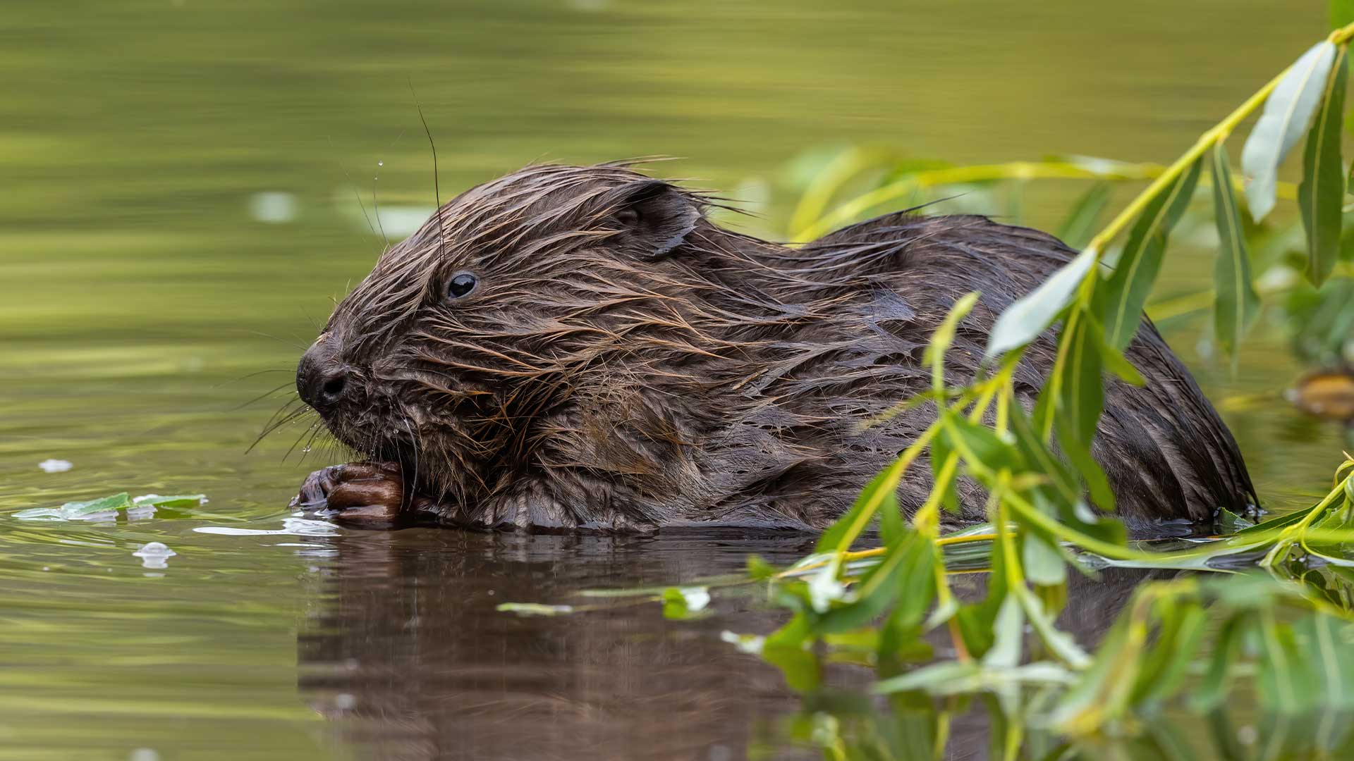 Castor qui ronge une branche dans l'eau