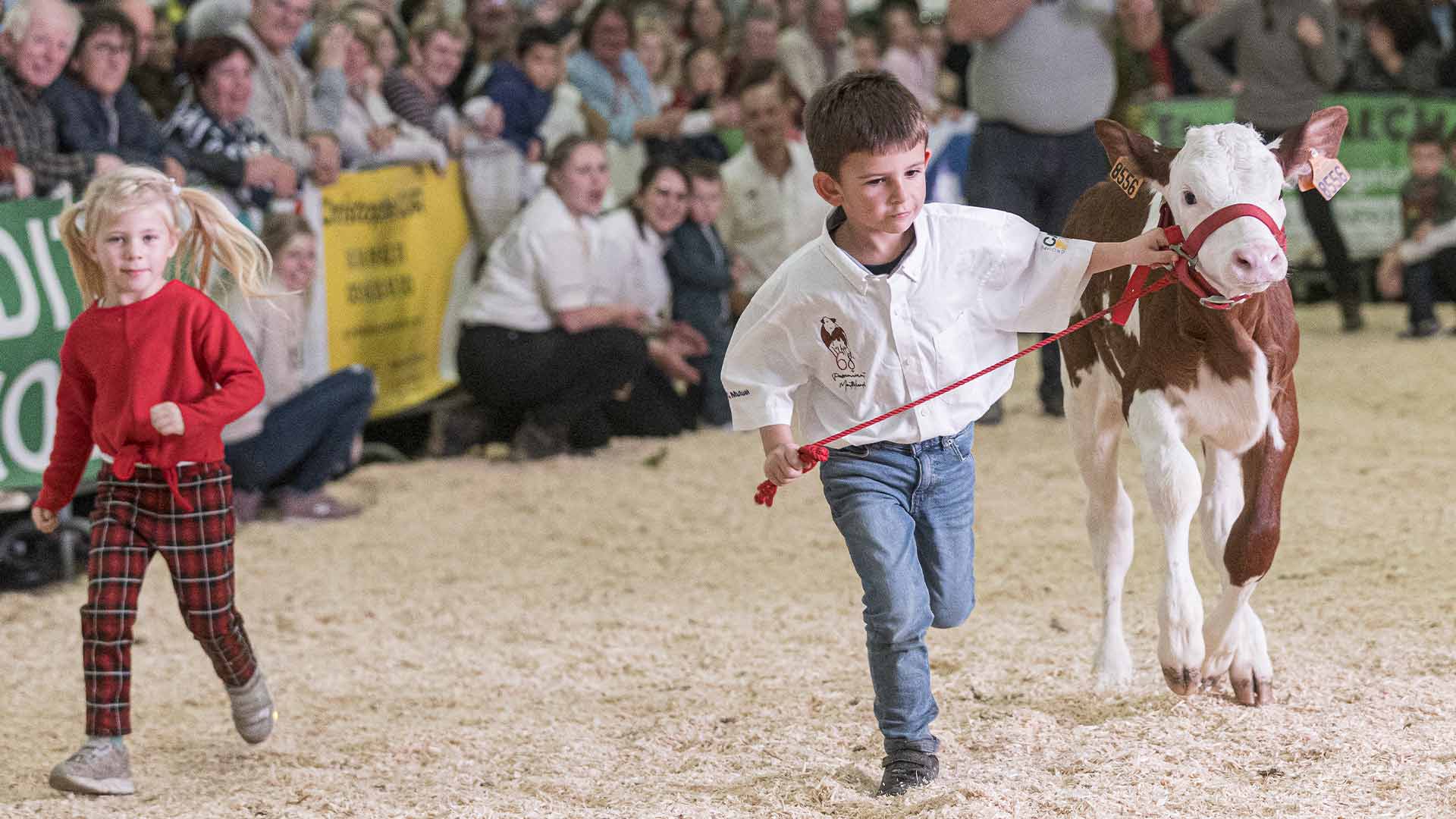 Foire Simon et Jude à Habsheim - Concours de bovins
