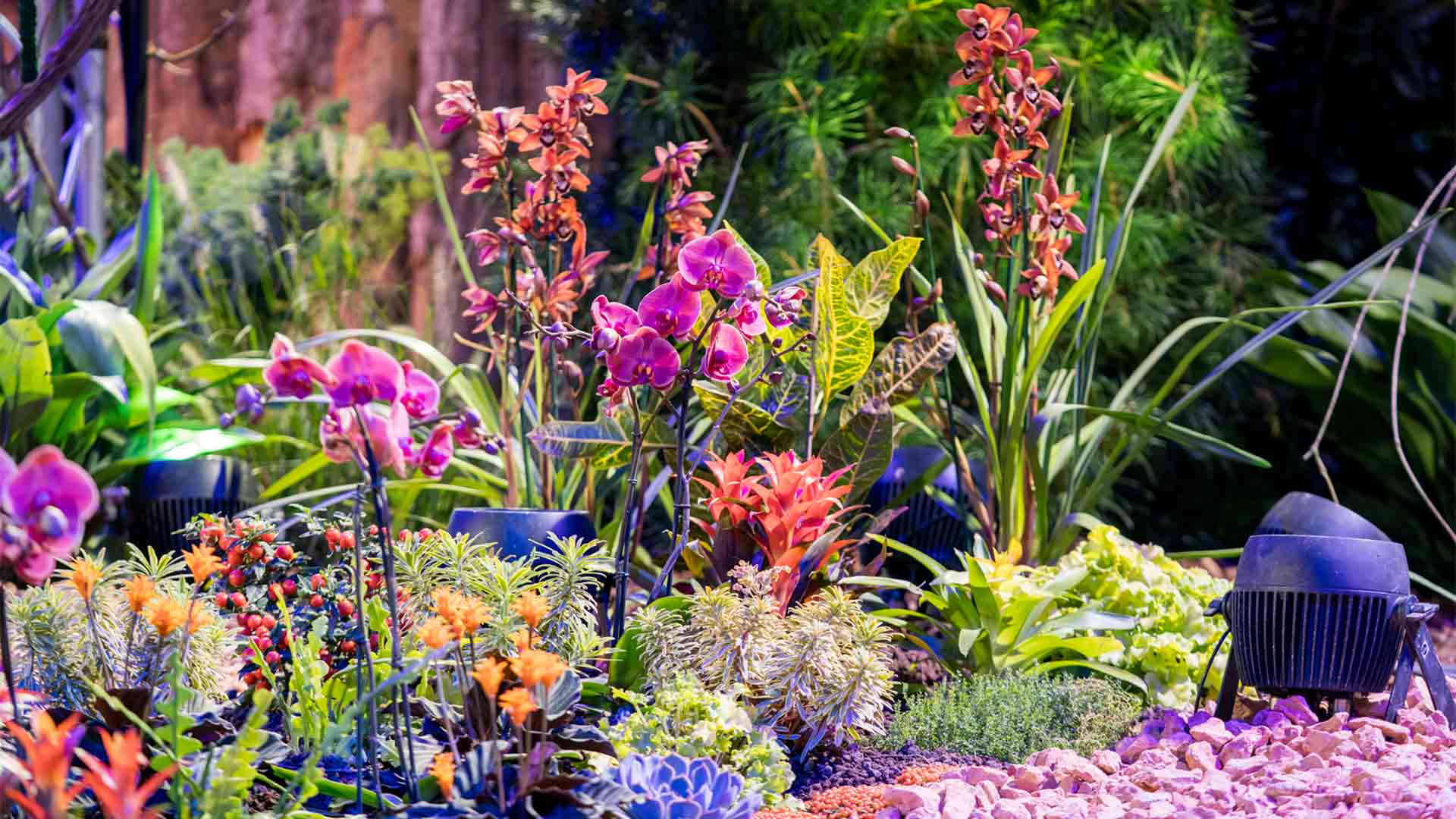 Folie'Flore 2025 - fleurs et plantes