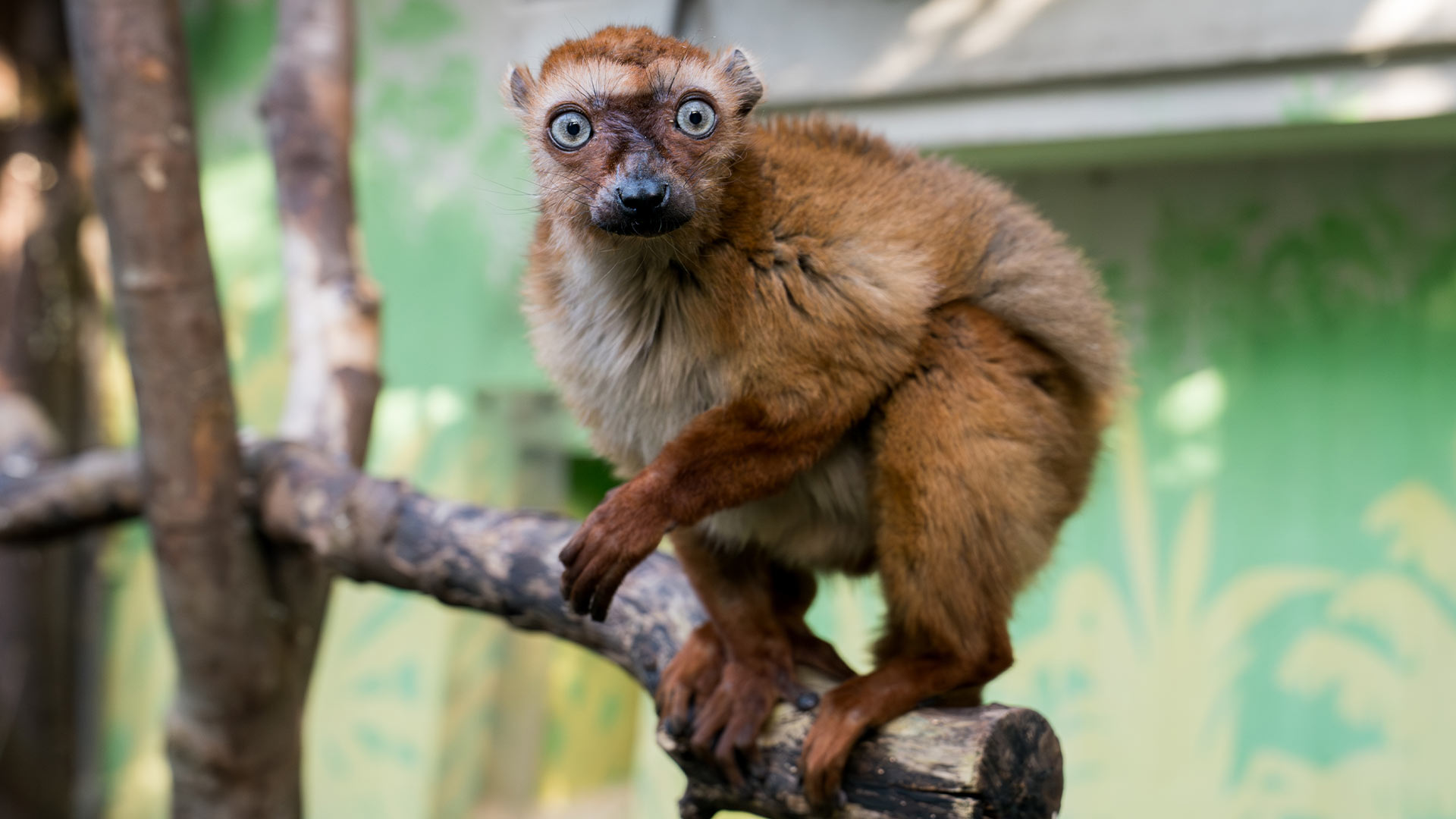 Lémur aux yeux turquoise