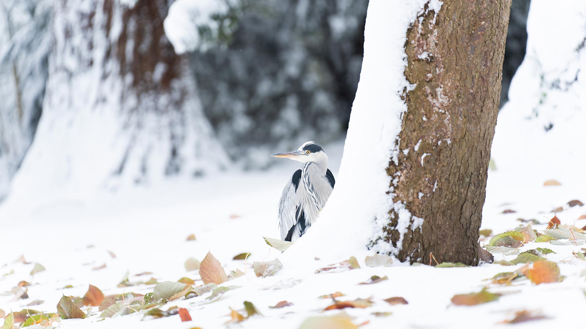 Neige au Parc Zoologique & Botanique de Mulhouse