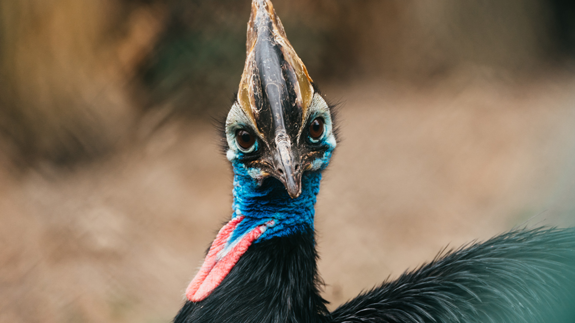 Visite : "Les animaux du Parc Zoologique & Botanique voyagent !"