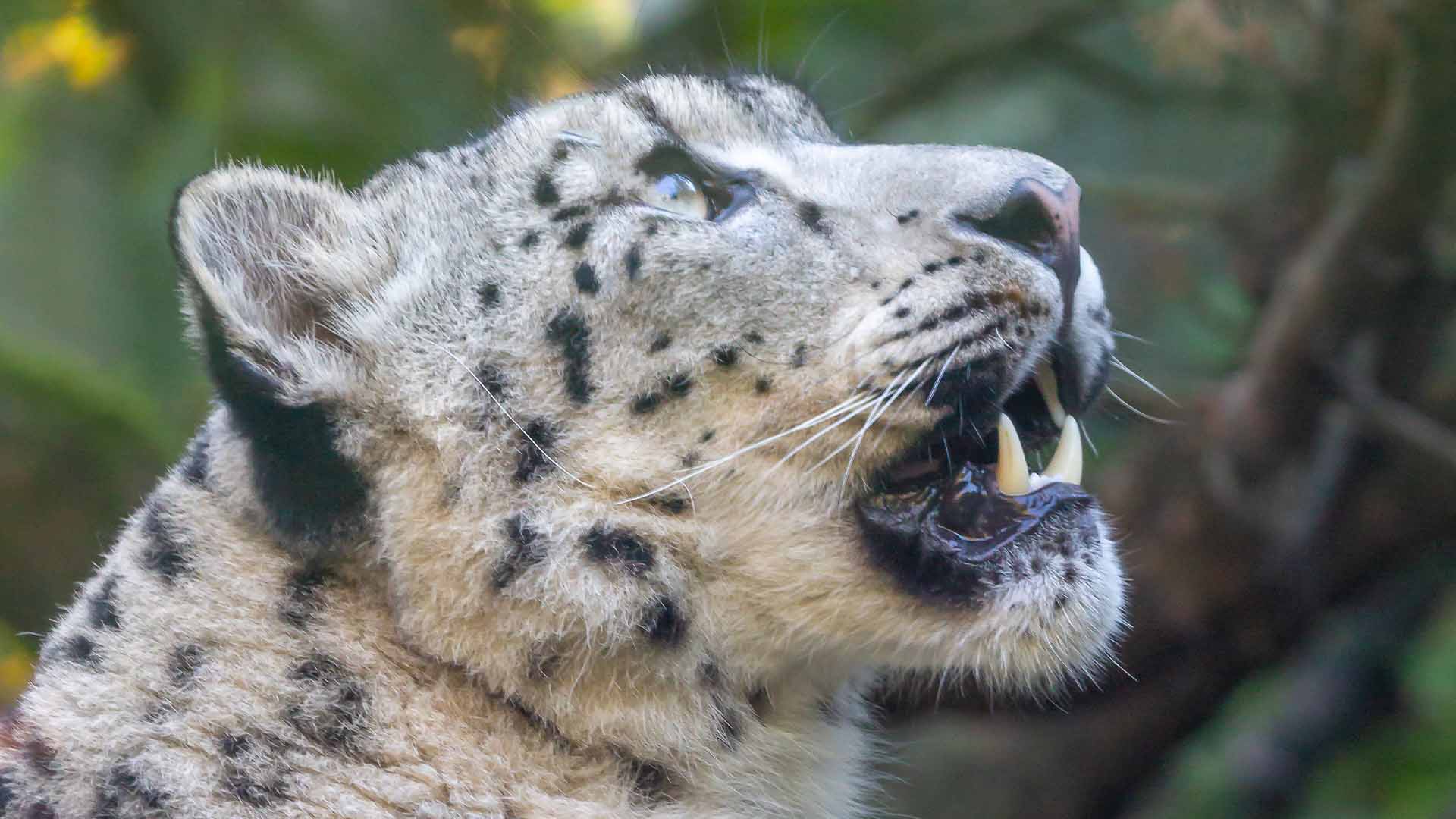 Panthère du Parc Zoologique & Botanique de Mulhouse