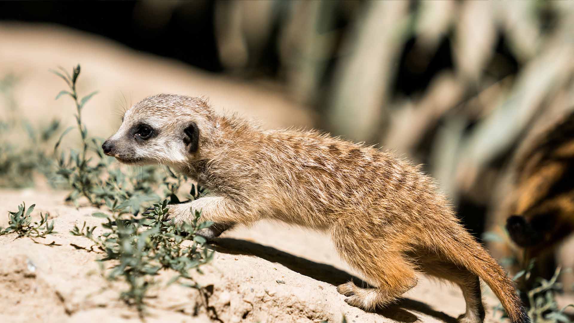Suricate du Parc Zoologique & Botanique de Mulhouse