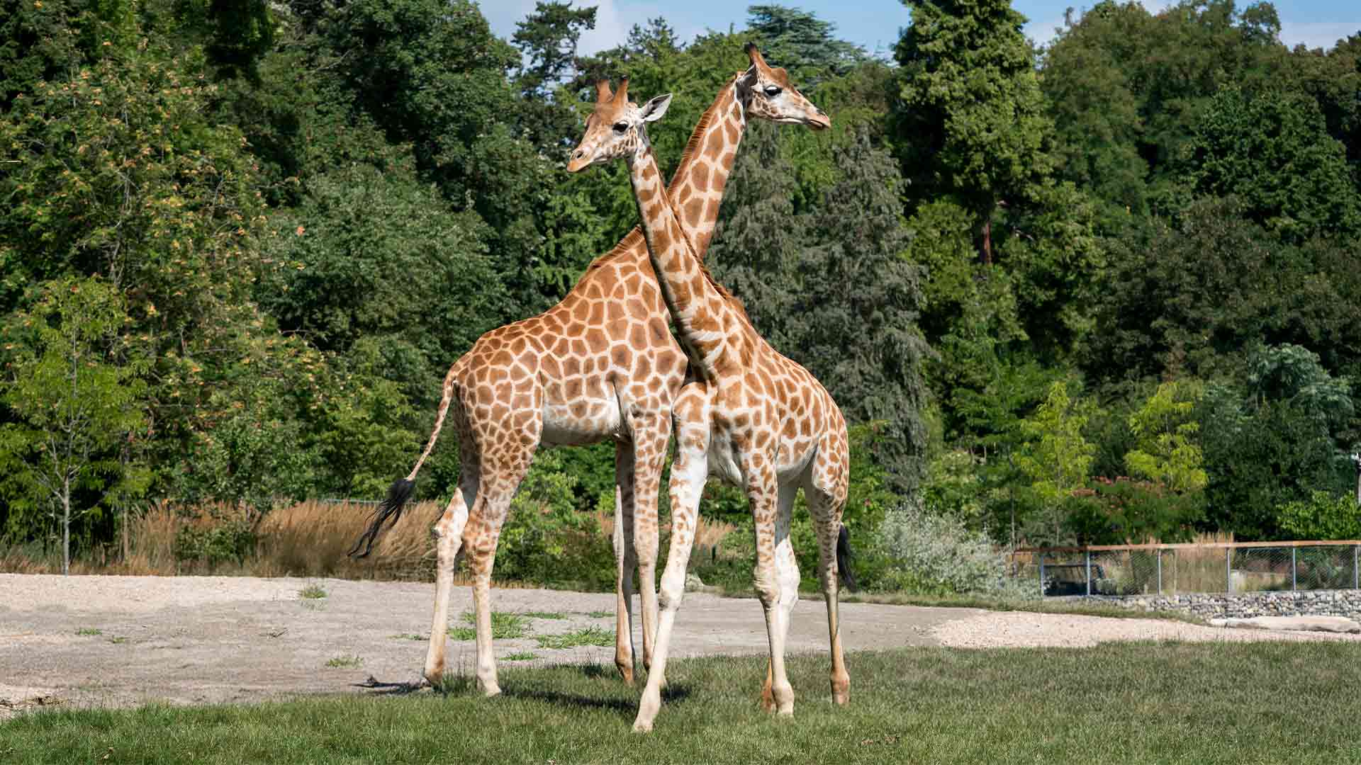 Parc Zoologique & Botanique : une année record pour la conservation !