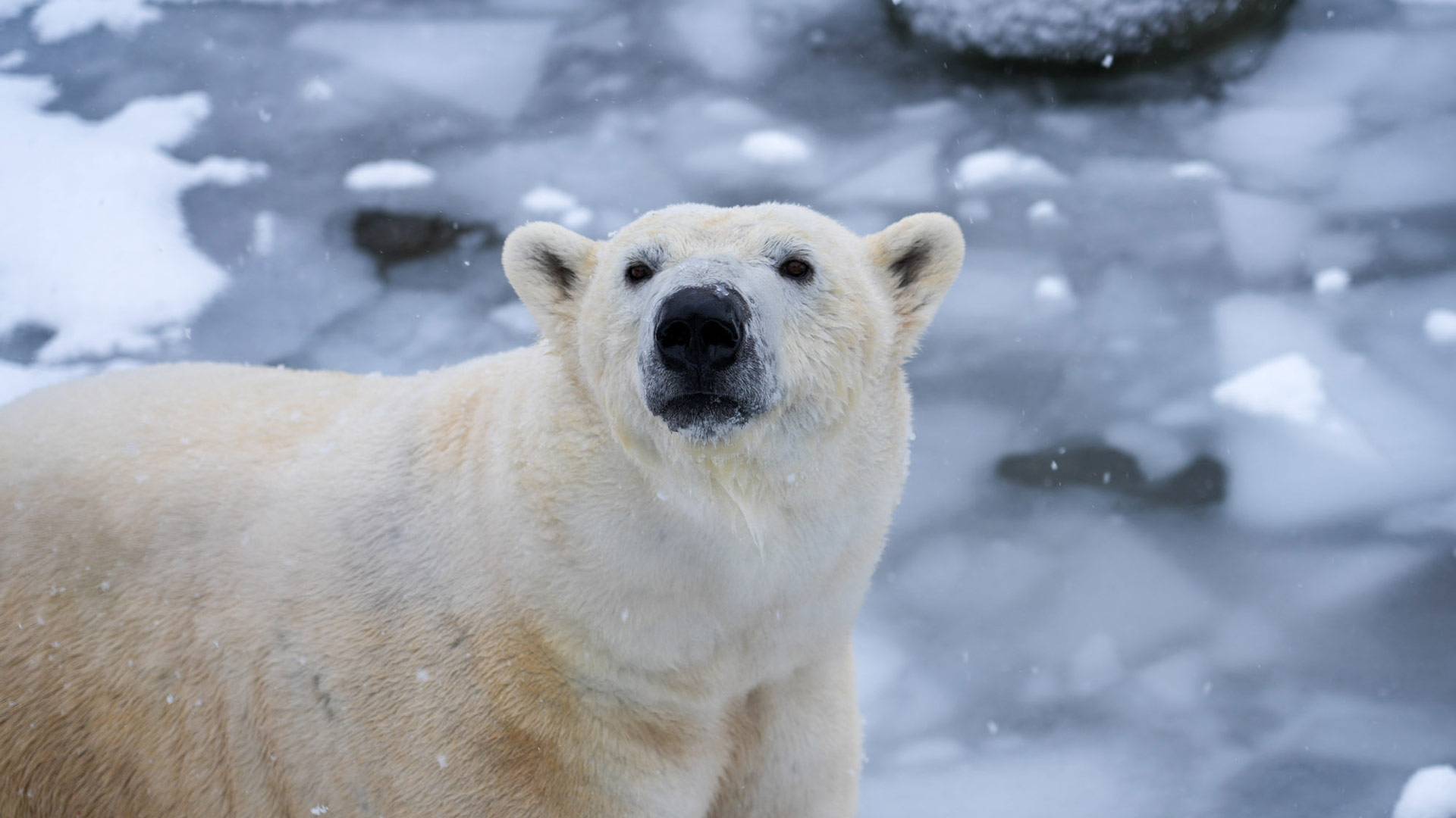 Ours polaire - Parc Zoologique & Botanique de Mulhouse