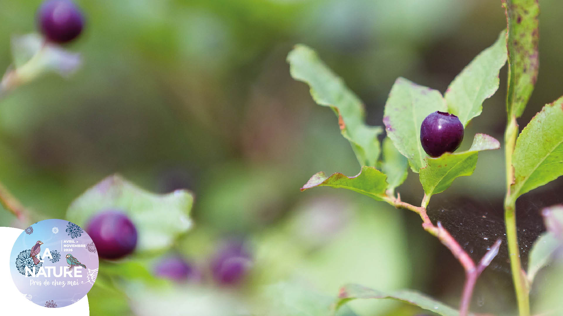 Sortie "À la découverte des plantes sauvages comestibles" à Bruebach
