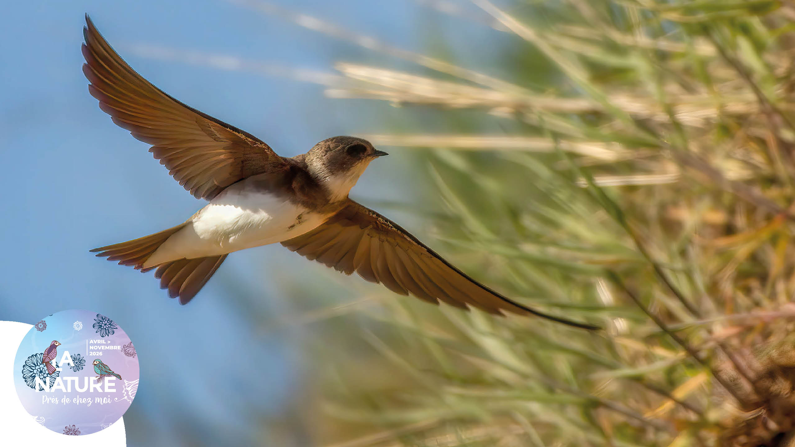 Sortie "À la découverte du martinet" à Mulhouse