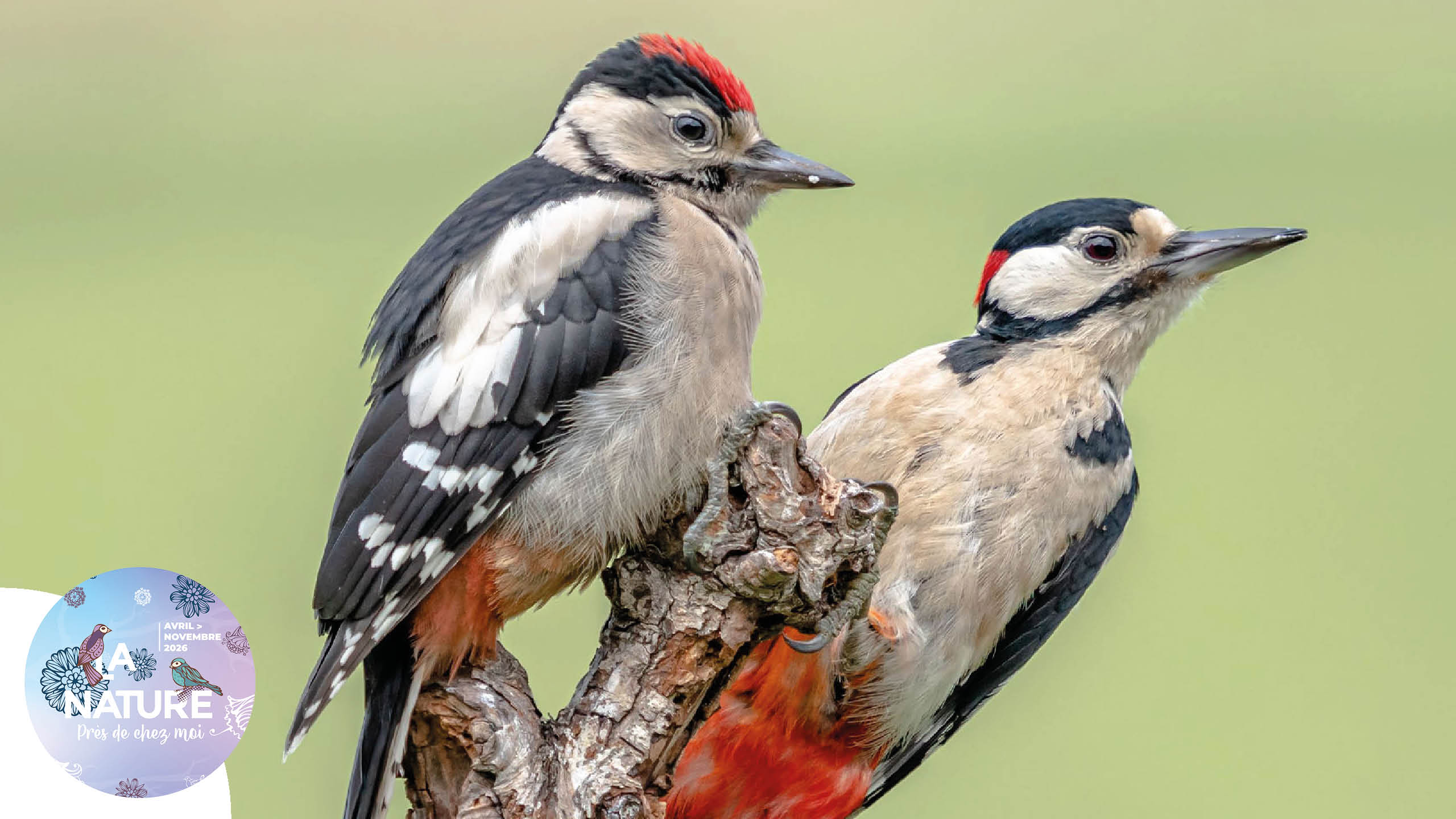 Sortie "À la rencontre des pics" à Flaxlanden