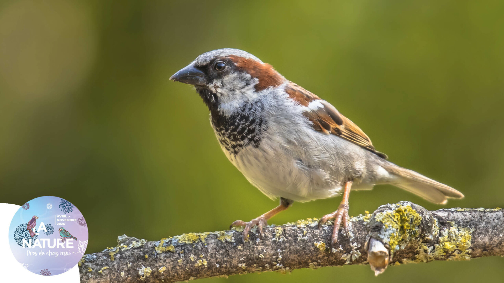 Sortie "À la rencontre du moineau domestique" à Brunstatt-Didenheim