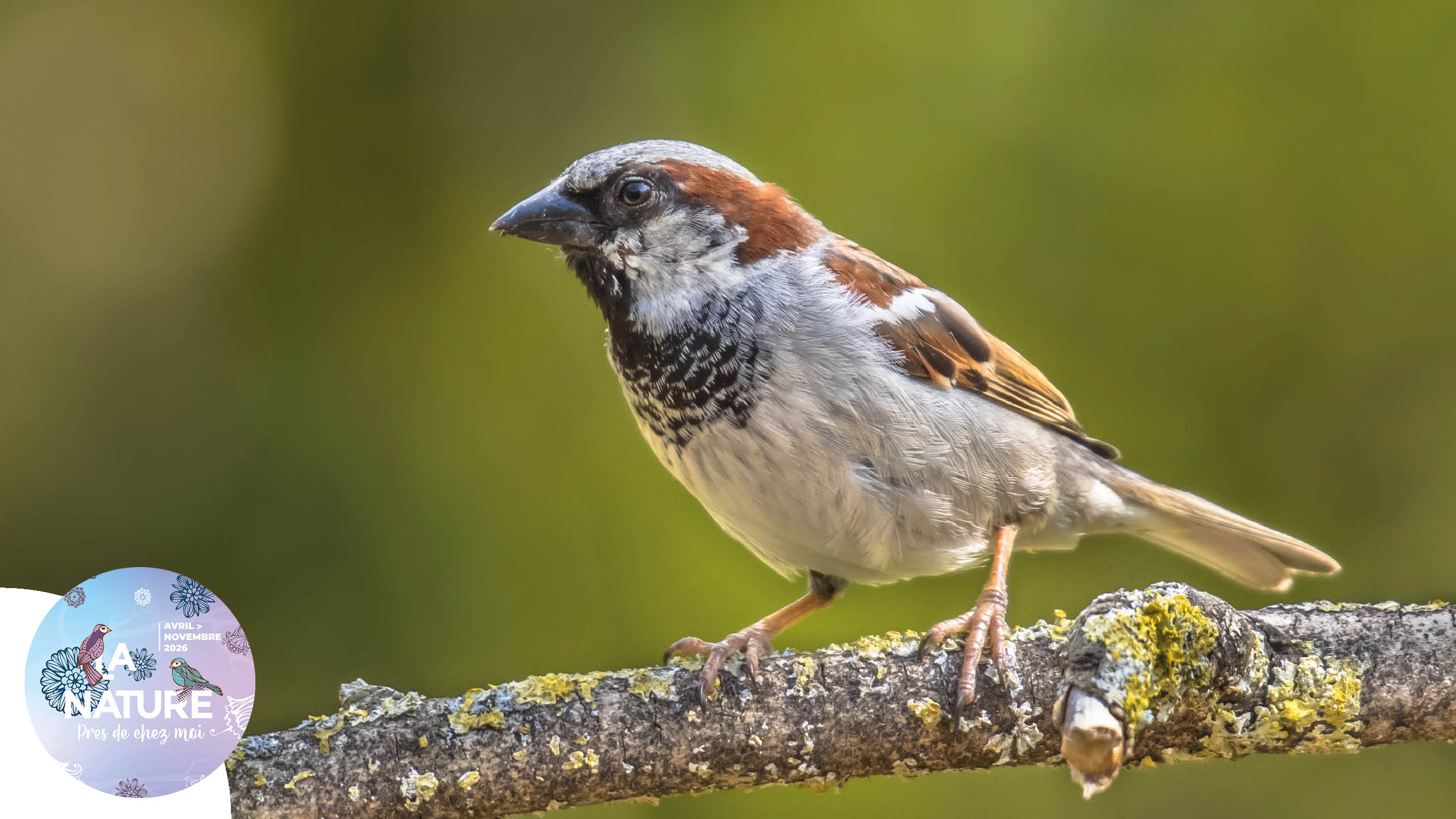 Sortie "À la rencontre du moineau domestique" à Brunstatt-Didenheim