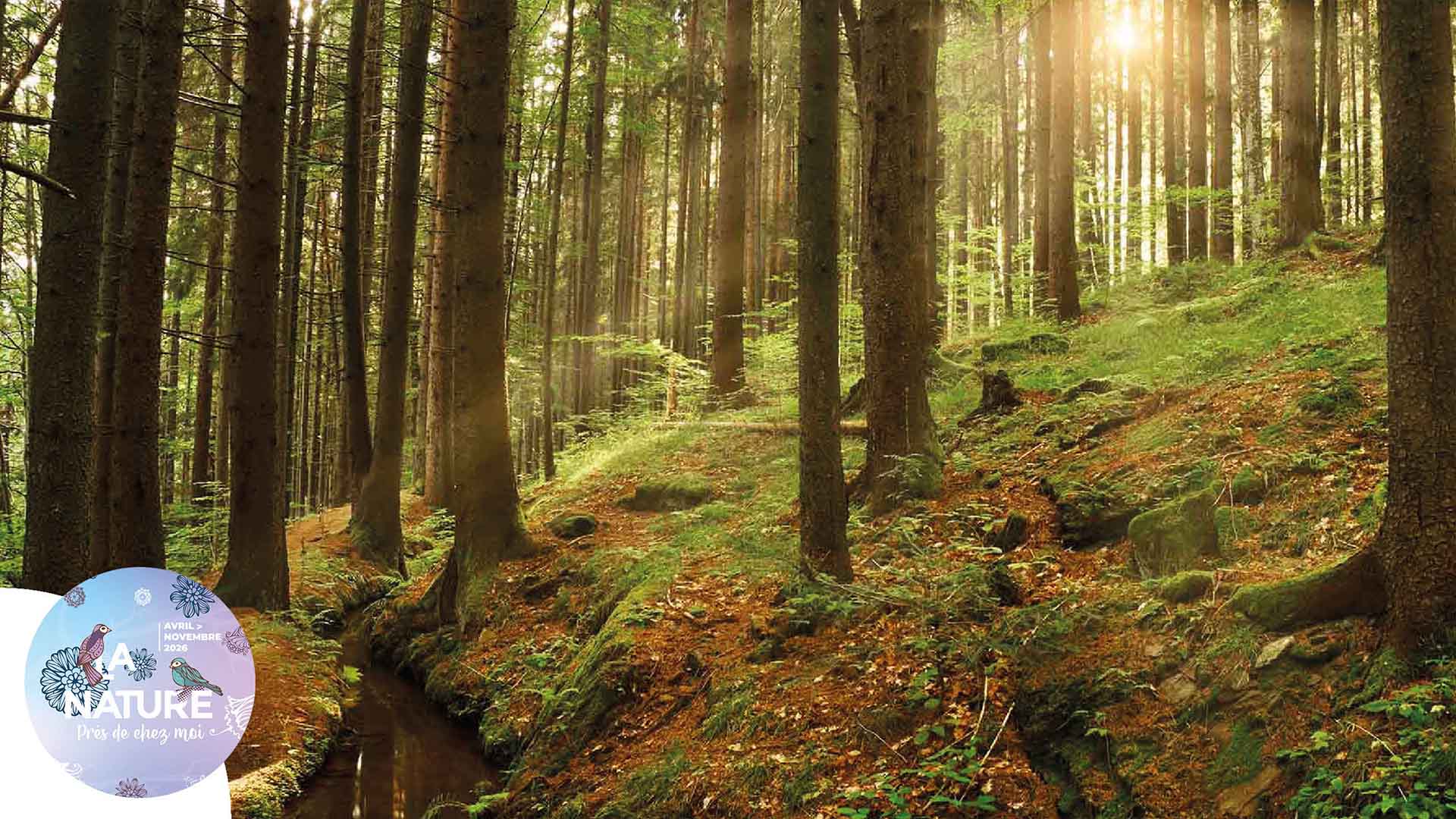 Sortie "Au cœur de la forêt" à Mulhouse