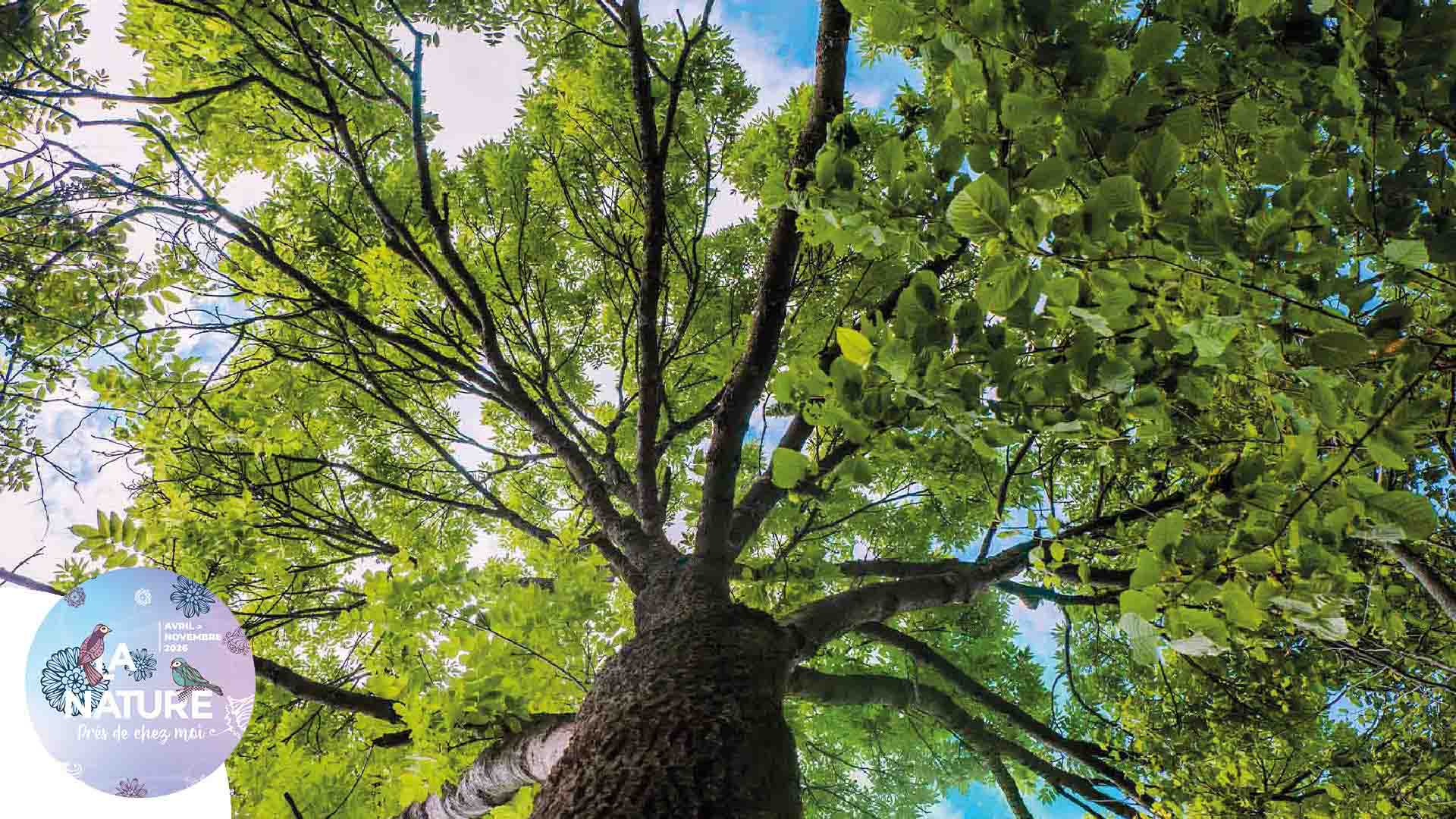 Sortie "Les arbres, témoins de l’histoire" à Heimsbrunn