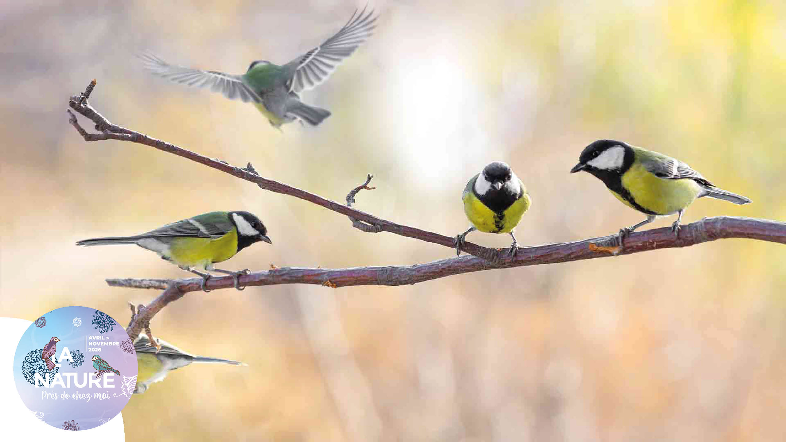 Sortie "Matinée au chant des oiseaux" à Battenheim