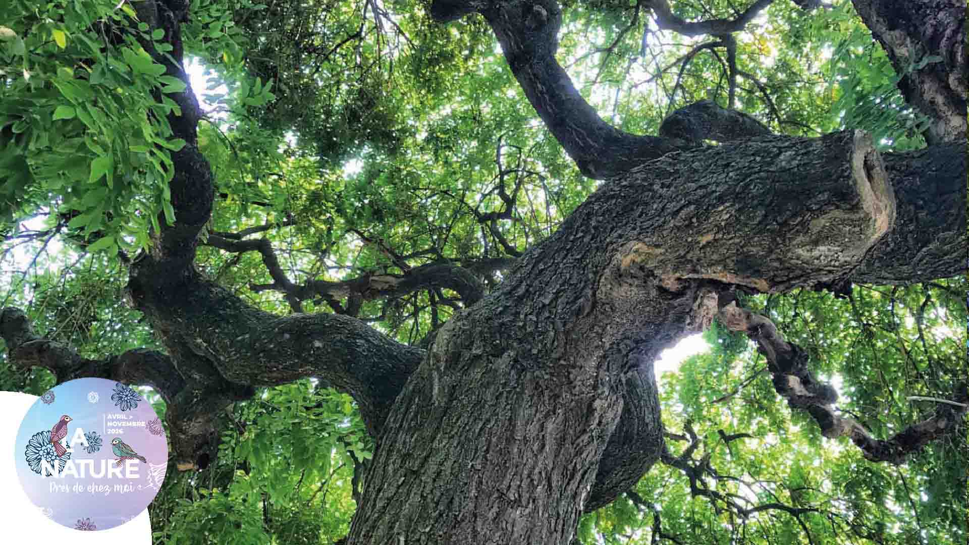 Sortie "Plongeon immersif en pleine nature" à Pfastatt