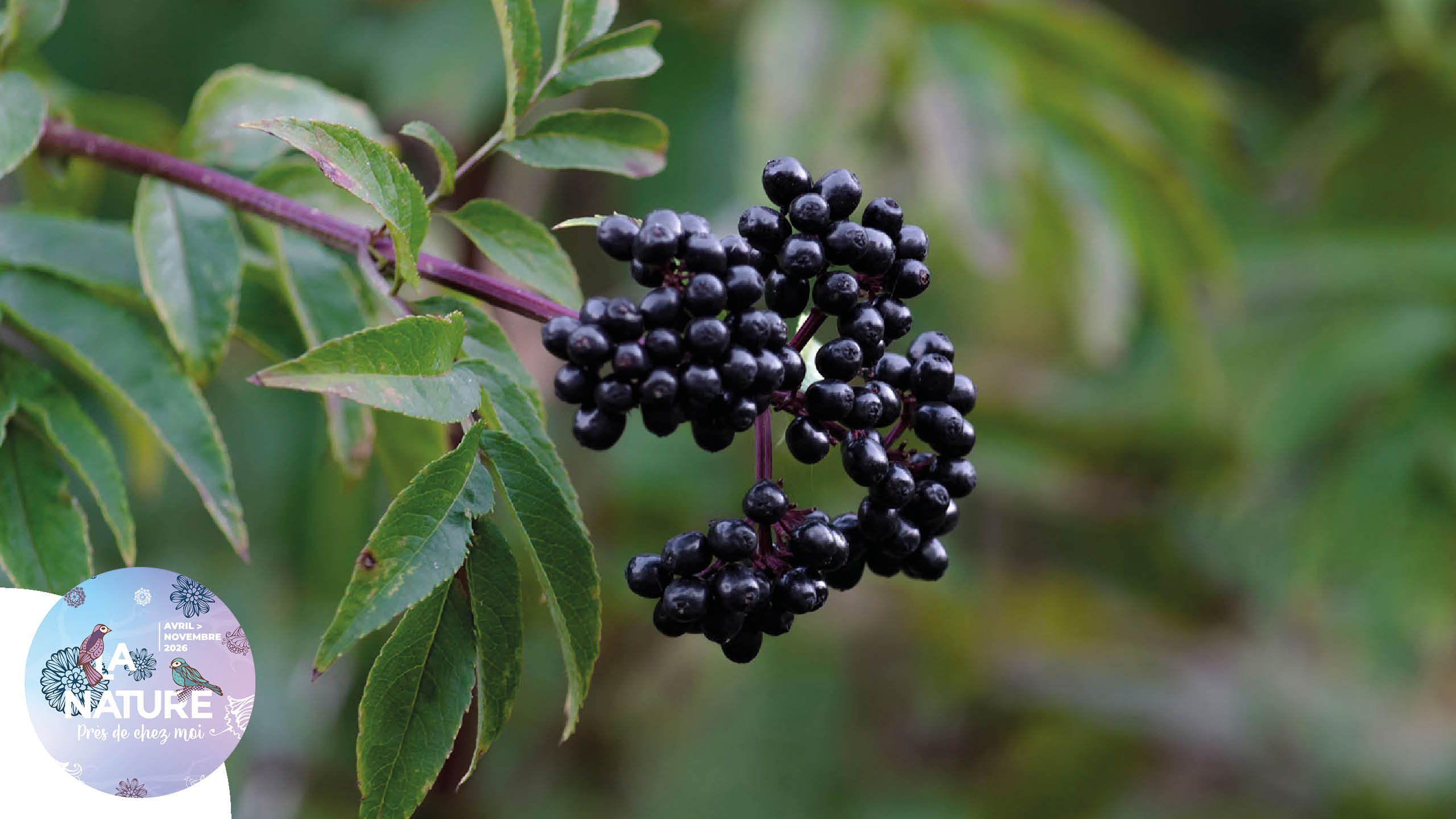 Sortie "(Re)découvrir le sureau" à Habsheim